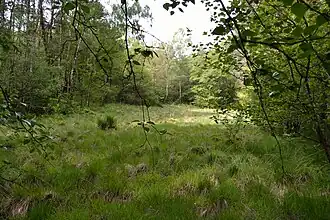 Heidemoor am Fuß des Kupferbergs