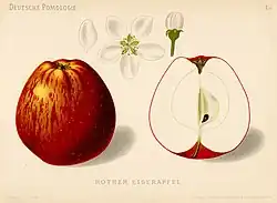 Rother Eiserapfel aus "Deutsche Pomologie" 1882