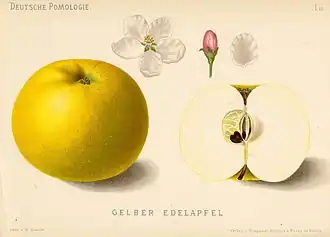 Gelber Edelapfel aus „Deutsche Pomologie“ 1882