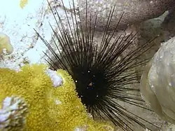 D. setosum von Sansibar