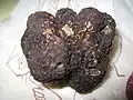 Perigord-Trüffel Tuber melanosporum
