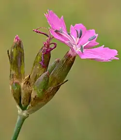 Dianthus diutinus