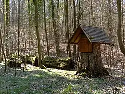 Stumpf der „Dicken Buche“ bei Nußloch