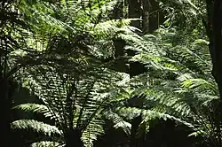 Baumfarnkrone im Mount-Field-Nationalpark, Tasmanien