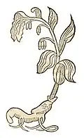 Hortus sanitatis 1491 Diptamum