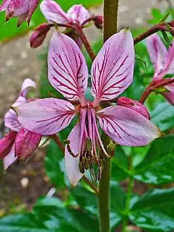 Blüte (zum Teil mit rötlichen Drüsenpunkten)
