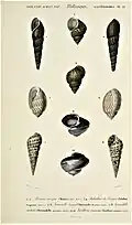 Muscheln im Dictionnaire universel d'histoire naturelle