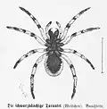 „Die schwarzbäuchige Tarantel“[7]