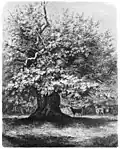 Die „Amalien-Eiche“ nach F. Lindner