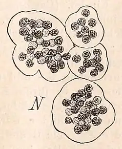 Microcystis floas-aquae Kirch.