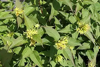 „Kodiak Red“ (in Sommerbelaubung)