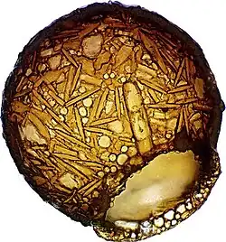 Diflugia urceolata aus dem Ibmer Moor, eine Arcellinida