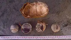 Dioclea edulis (nur gekocht)