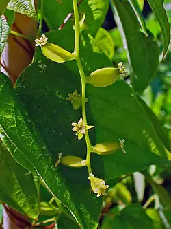 Wilde Yams (Dioscorea villosa), Blütenstand