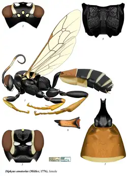 Diphyus amatorius ♀