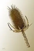 Dipsacus laciniatus, Fruchtstand