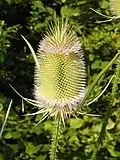 Wilde Karde (Dipsacus fullonum) im Abblühen