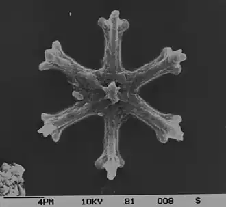 †Discoaster surculus (Discoasterales) Nannofossil, Tertiär Skelett aus einem marinen Sedimentkern