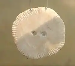 Scheibe mit zwei Löchern