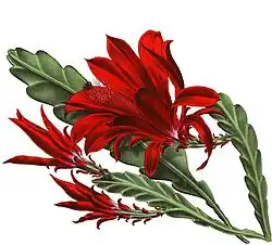 Disocactus ackermannii