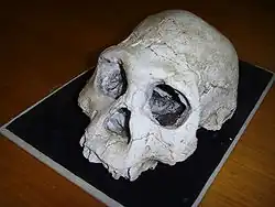 Hominine Fossilienfundstätte von Dmanissi
