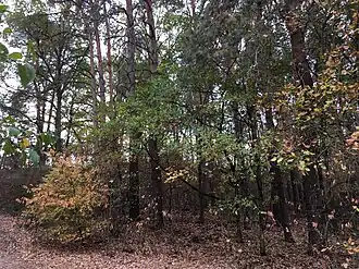 Weinberg in Dobbrikow