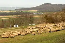 Informationsinsel und Aussichtspodest an steiler Geländekante, im Vordergrund das Gelände beweidende Schafe