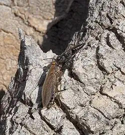 Dolichurus corniculus (oberes Tier) mit Beute