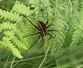Weibchen von Dolomedes striatus