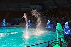 Das „Festa Dolphinarium“ in Warna während einer Vorstellung