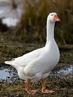 Emdener Gans