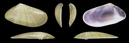 Donax trunculus anatinus rechte Klappe