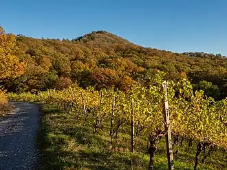 Zabelstein mit Weinlage Falkenstein