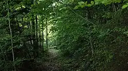 Steckenweg, kurz nach dem Aussichtspunkt oberhalb des Wallenmahd in Dornbirn