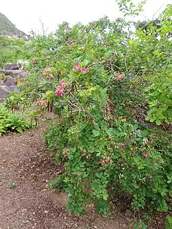 Dorycnium spectabile