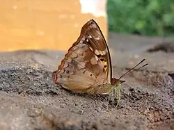 Unterseite Männchen