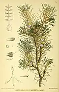 Abbildung von Astragalus gummiferus in Robert Bentley, Henry Trimen. Medicinal plants. 1880