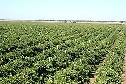 Verteilung der Sommertriebe in einem Weingarten in Australien