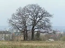 Eichen des Moreau-Denkmals in Dresden