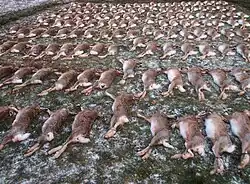 Streckelegen nach einer Treibjagd auf Feldhasen in Niedersachsen