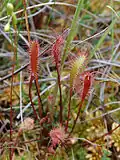 Drosera anglica in einem Hochmoor in Nordwestdeutschland
