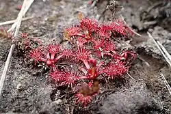 Drosera spatulata in Whakapapa, Waikato (New Zealand)