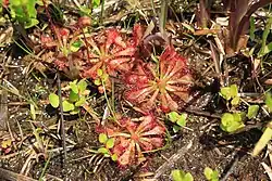 Drosera spatulata in Mutsuzawa, Chiba, Japan