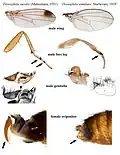 Anatomische Unterschiede von Drosophila suzukii zu Drosophila simulans
