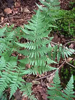 Dorniger Wurmfarn (Dryopteris cartusiana)