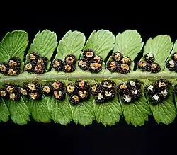 Blättchen mit reifen Sori: Die Indusien sind zerknittert, die Sporangien sichtbar