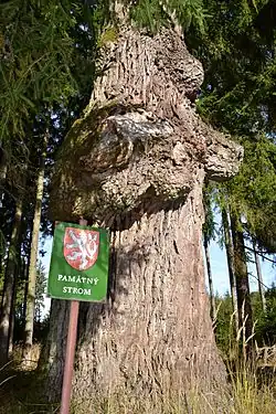 Knorrige Stieleiche an der Květovská obora