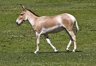 Asiatischer Esel (Onager)