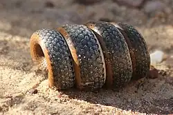 Eine zu einer quer liegenden Spirale eingerollte Schlange. Der Kopf liegt innen und ist nicht sichtbar.