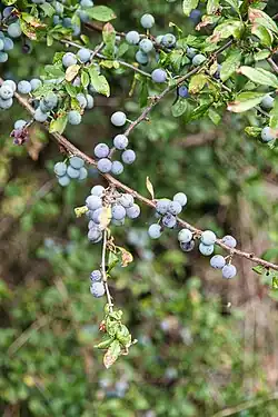 Schlehdorn, Schwarzdorn (Prunus spinosa)